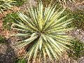 Variegated Adam
